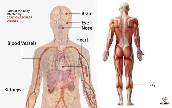 Diseases Of The Heart And Blood Vessels